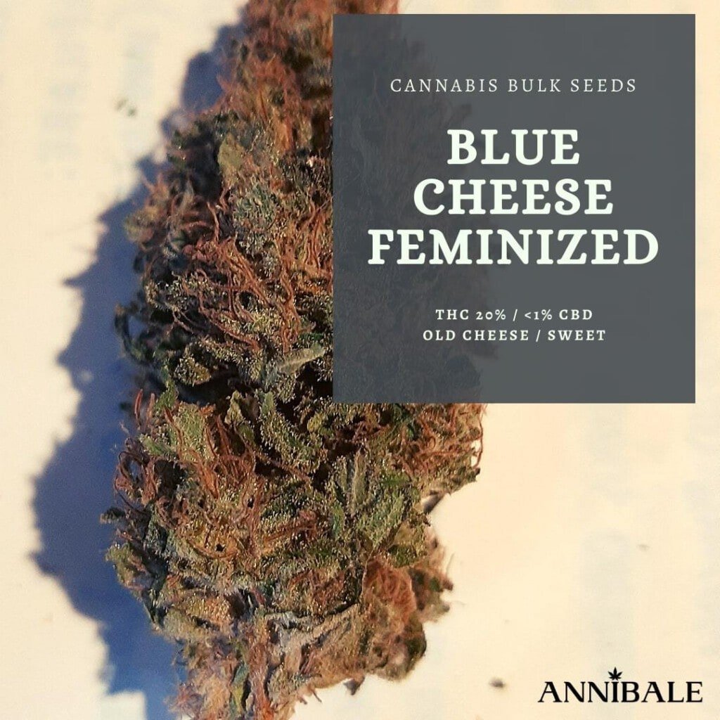 Blue Cheese Feminized Cannabis Bulk Seeds