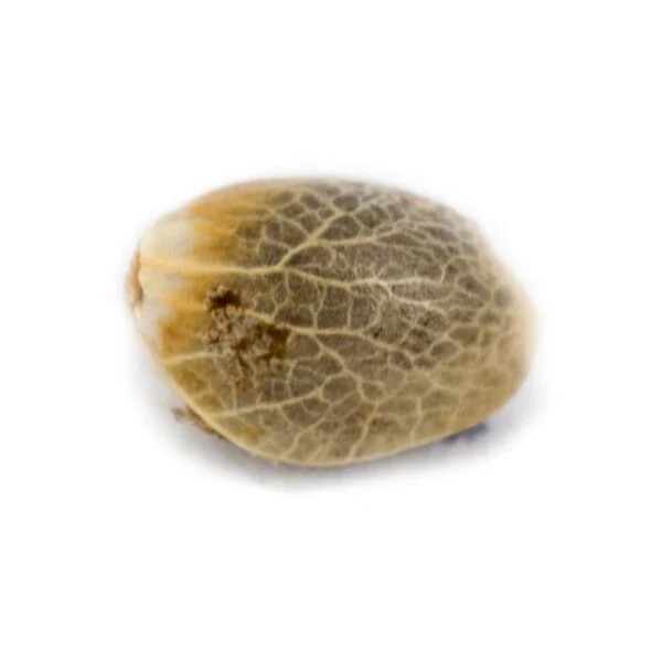 AK-020 Autoflowering - Amsterdam Genetics - Image 2