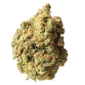 Amsterdam-Genetics-AK-020-Feminized-Autoflowering-Cannabis-Seeds-Annibale-Seedshop