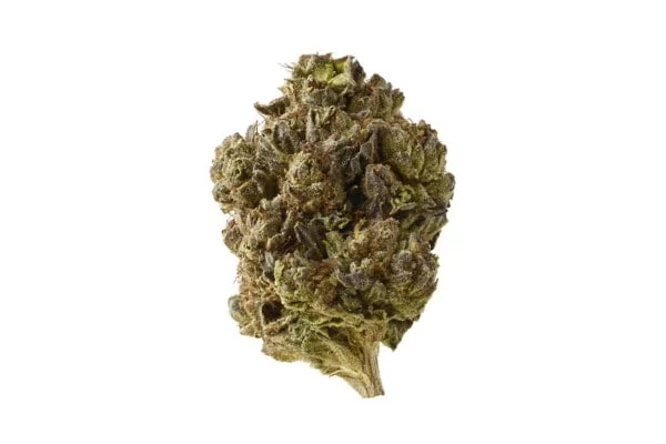 Amsterdam-Genetics-Double-Blue-Feminized-Cannabis-Seeds-Annibale-Seedshop_2