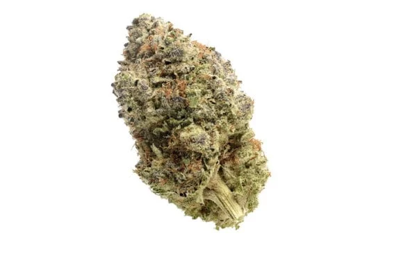 Amsterdam-Genetics-Fatkid_s-Cake-Feminized-Cannabis-Seeds-Annibale-Seedshop-1