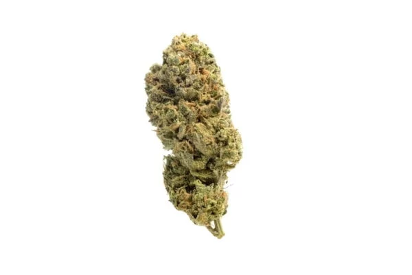 Amsterdam-Genetics-Grapefruit-Superstar-Feminized-Cannabis-Seeds-Annibale-Seedshop-1