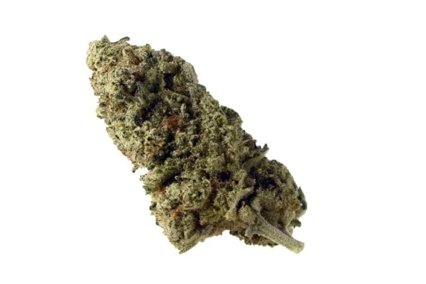 Amsterdam-Genetics-Green-Magic-Feminized-Cannabis-Seeds-Annibale-Seedshop-1