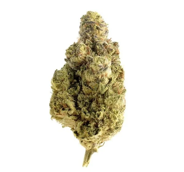 Amsterdam-Genetics-Magic-OG-Kush-Feminized-Cannabis-Seeds-Annibale-Seedshop