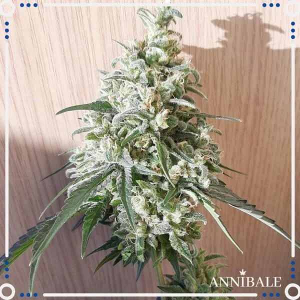 Old Lemongrass F1 Regular - Annibale Genetics - Image 2