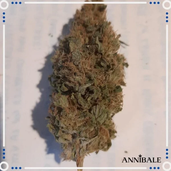 Old Lemongrass F1 Regular - Annibale Genetics - Image 3