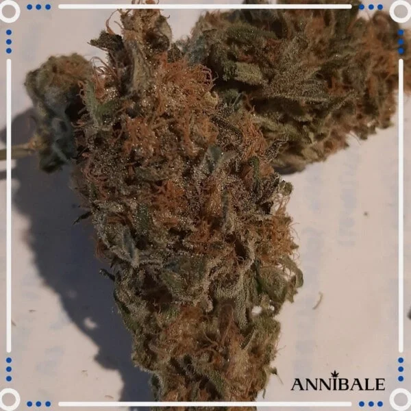 Annibale-Seedshop-Genetics-Old-Peyote-Regular-Cannabis-Seeds-Originals-Limited-Edition-2