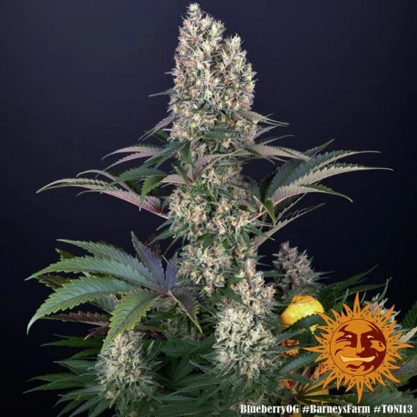 Barney_s-Farm-Blueberry-OG-Feminized-Cannabis-Seed-Annibale-Seedshop-1