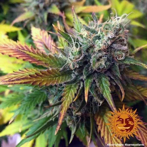 Liberty Haze Feminized - Barney's Farm - Image 2