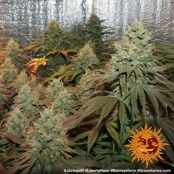 Liberty Haze Feminized - Barney's Farm - Image 3