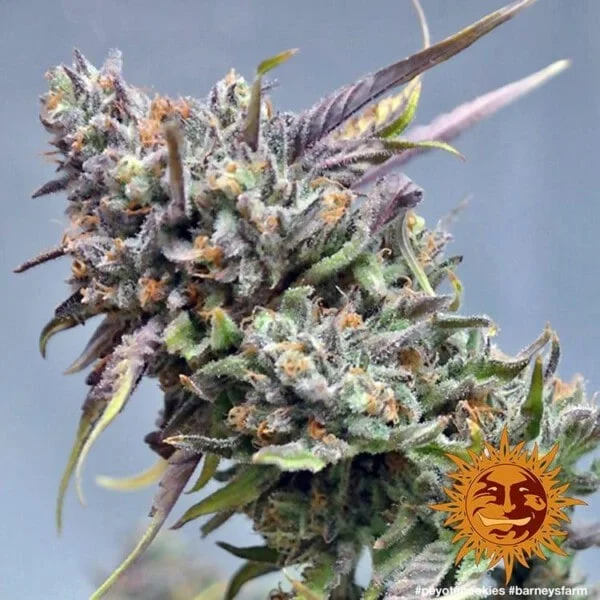 Peyote Cookies Femminizzata - Barney's Farm - immagine 2