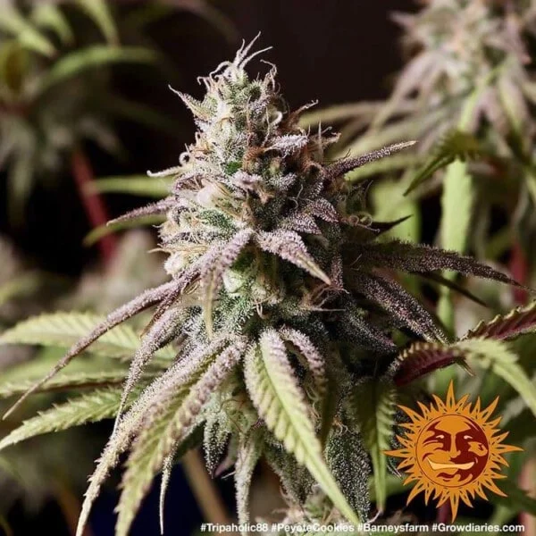 Peyote Cookies Femminizzata - Barney's Farm - immagine 3