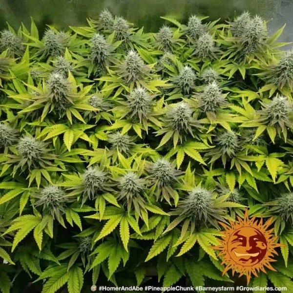 Barney_s-Farm-Pineapple-Chunk-Feminized-Cannabis-Seed-Annibale-Seedshop-1