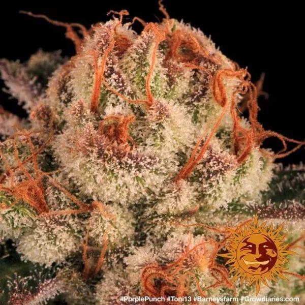 Purple Punch Femminizzata - Barney's Farm - immagine 3