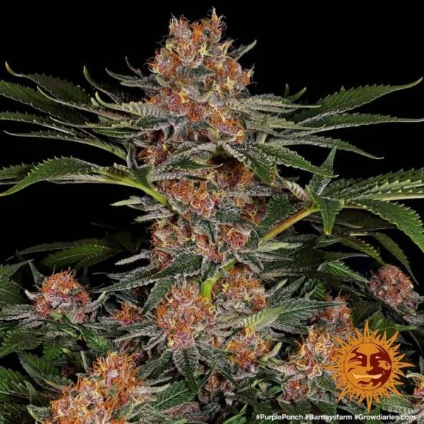 Purple Punch Femminizzata - Barney's Farm - immagine 4