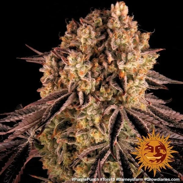 Purple Punch Femminizzata - Barney's Farm - immagine 5