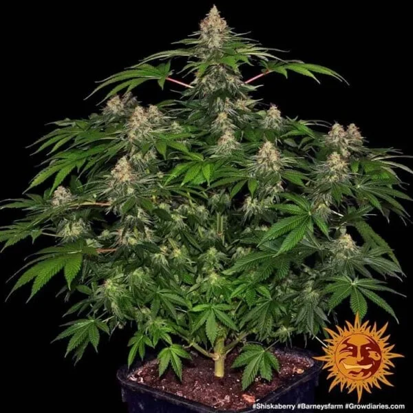 Shiskaberry Feminized - Barney's Farm - Image 2