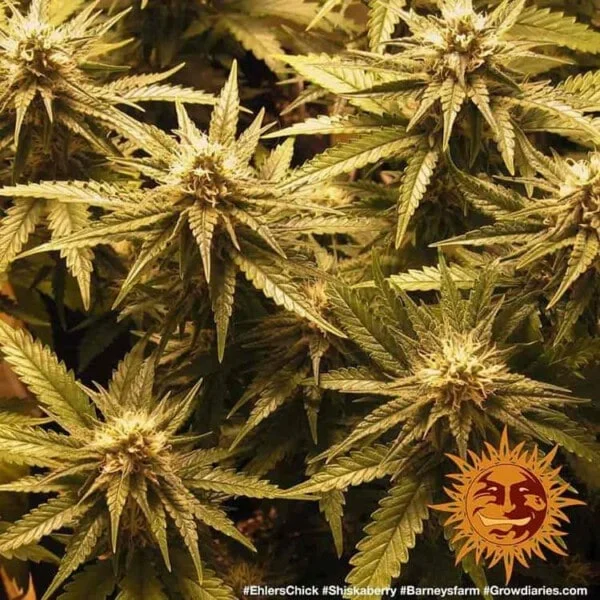 Shiskaberry Feminized - Barney's Farm - Image 3
