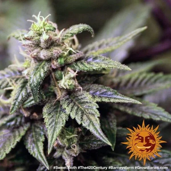 Sweet Tooth Feminized - Barney's Farm - Image 2