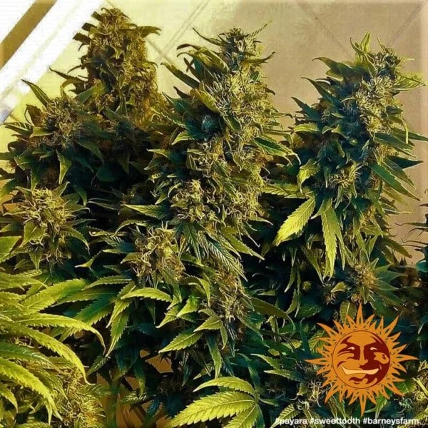 Sweet Tooth Feminized - Barney's Farm - Image 3