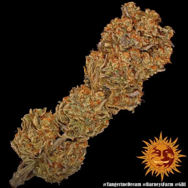 Barney_s-Farm-Tangerine-Dream-Cannabis-Seed-Annibale-Seedshop-4