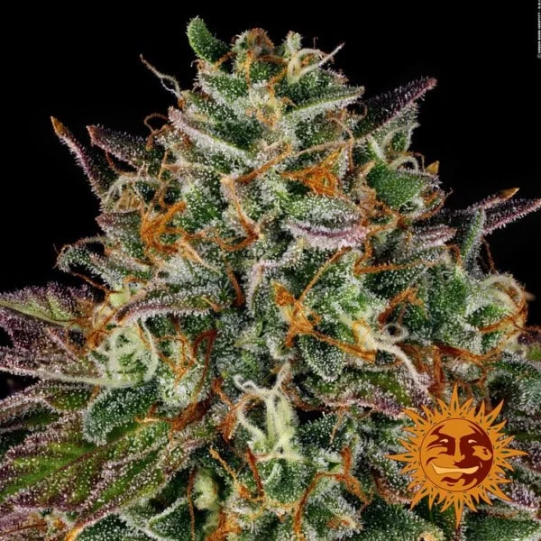 Barney_s-Farm-Wedding-Cake-Cannabis-Seed-Annibale-Seedshop-2