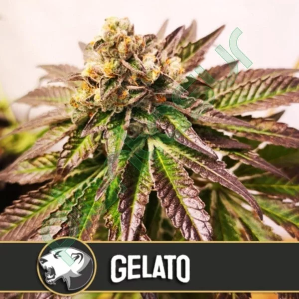 Blimburn-Gelato-Feminized-Cannabis-Seeds-Annibale-Seedshop-1