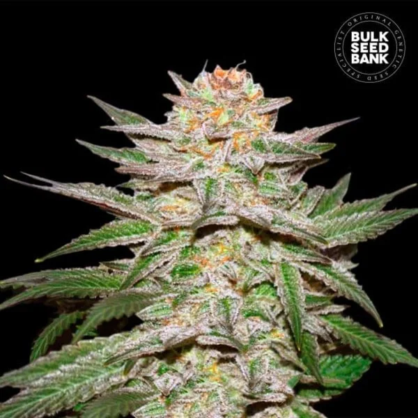 Bulk-Seedbank-Caramel-King-Auto-Feminized-Cannabis-Seeds-Annibale-Seedshop