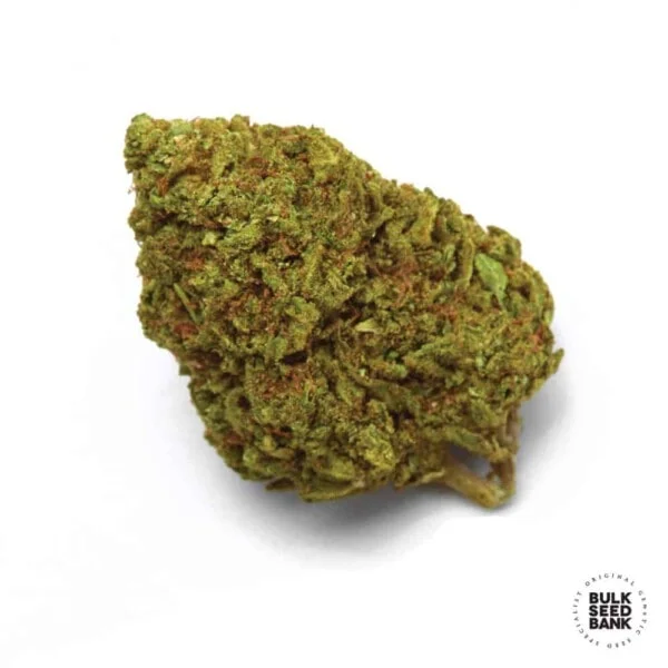 Cheese Femminizzata - Bulk Seedbank - immagine 2