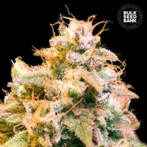 Bulk-Seedbank-Guerilla-Glue-Feminized-Cannabis-Seeds-Annibale-Seedshop