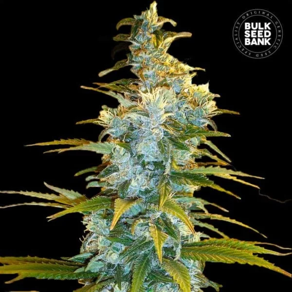 Bulk-Seedbank-Northern-Light-Feminized-Cannabis-Seeds-Annibale-Seedshop