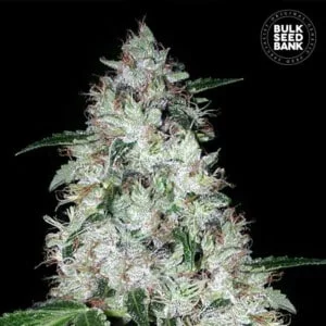 Bulk-Seedbank-OG-Kush-Auto-Feminized-Cannabis-Seeds-Annibale-Seedshop