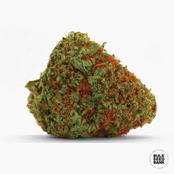 Original Orange Bud Femminizzata - Bulk Seedbank - immagine 2