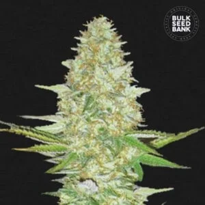 Bulk-Seedbank-Perfect-Power-Plant-Feminized-Cannabis-Seeds-Annibale-Seedshop