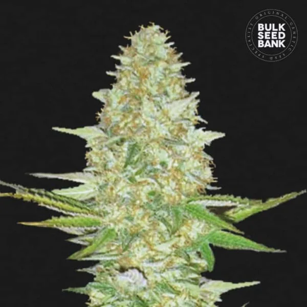 Bulk-Seedbank-Perfect-Power-Plant-Feminized-Cannabis-Seeds-Annibale-Seedshop