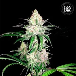 Bulk-Seedbank-Special-Lime-Haze-Feminized-Cannabis-Seeds-Annibale-Seedshop