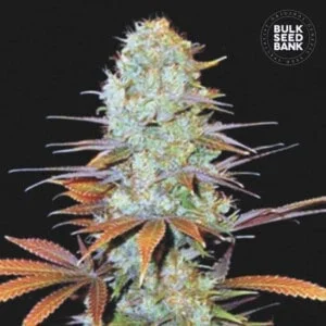 Bulk-Seedbank-Sunmango-Feminized-Cannabis-Seeds-Annibale-Seedshop