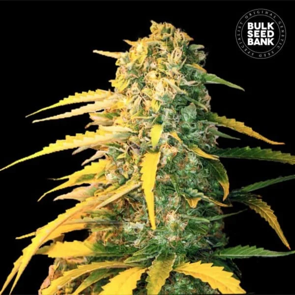 Bulk-Seedbank-White-Widow-Auto-Feminized-Cannabis-Seeds-Annibale-Seedshop