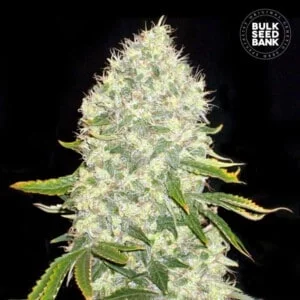 Bulk-Seedbank-White-Widow-Feminized-Cannabis-Seeds-Annibale-Seedshop