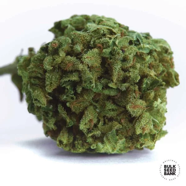 Winning Cake Femminizzata - Bulk Seedbank - immagine 2