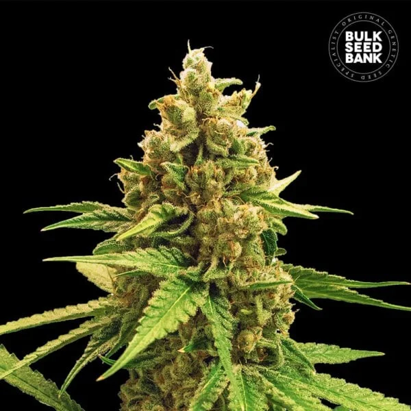 Bulk-Seedbank-Winning-Cake-Feminized-Cannabis-Seeds-Annibale-Seedshop