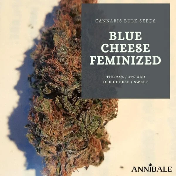 Blue Cheese Femminizzata - Cannabis Bulk Seeds