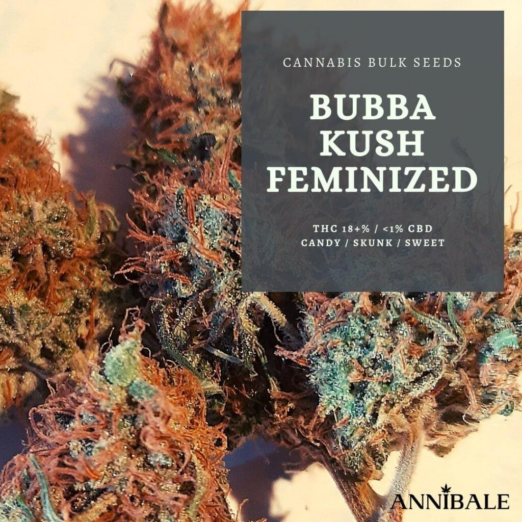 Bubba Kush Feminized - Cannabis Bulk Seeds