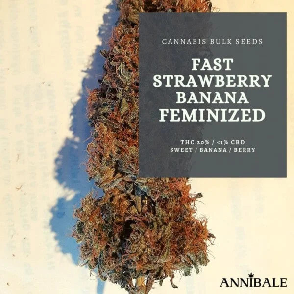 Cannabis-Bulk-Seeds-Fast-Strawberry-Banana-Feminized-Annibale-Seedshop