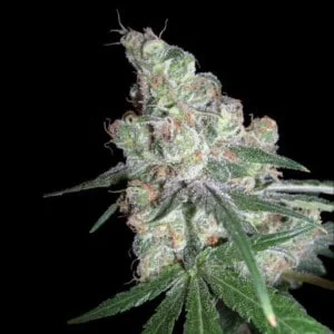 DNA-Genetics-Chocolope-Feminized-Cannabis-Seeds-Annibale-Seedshop