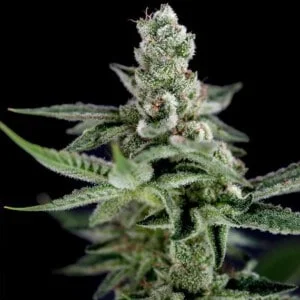 DNA-Genetics-Crocketts-Haze-Regolar-Cannabis-Seeds-Annibale-Seedshop