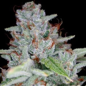 DNA-Genetics-Skywalker-Kush-Feminized-Cannabis-Seeds-Annibale-Seedshop