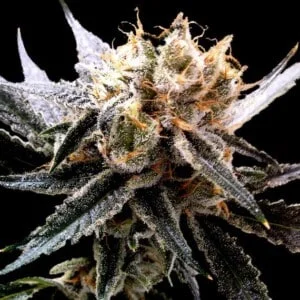 DNA-Genetics-Sour-Tangie-Feminized-Cannabis-Seeds-Annibale-Seedshop