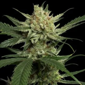 DNA-Genetics-Strawberry-Banana-Feminized-Cannabis-Seeds-Annibale-Seedshop