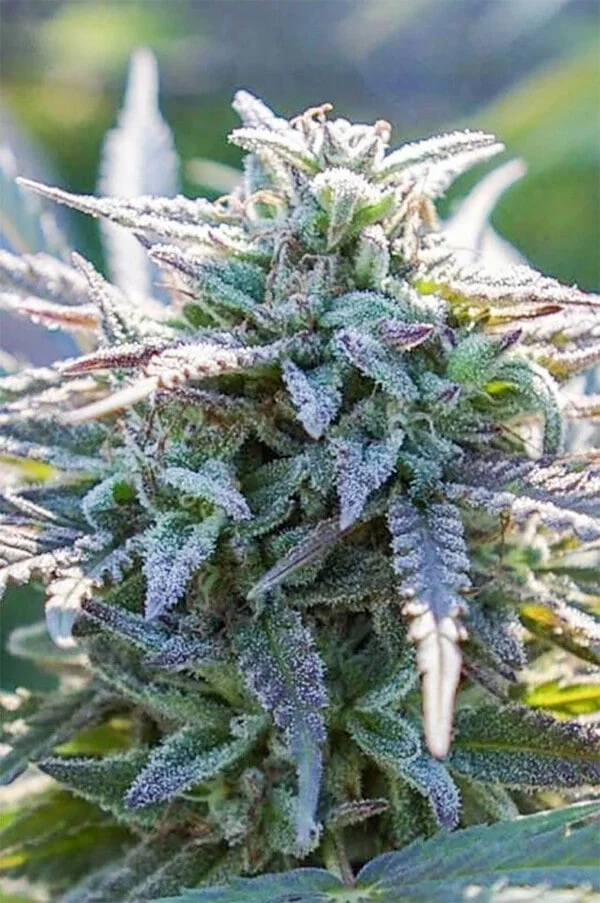 Grape SnowTrain Regular - Digital Genetics - Image 2